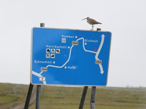 Spói á umferðarskilti